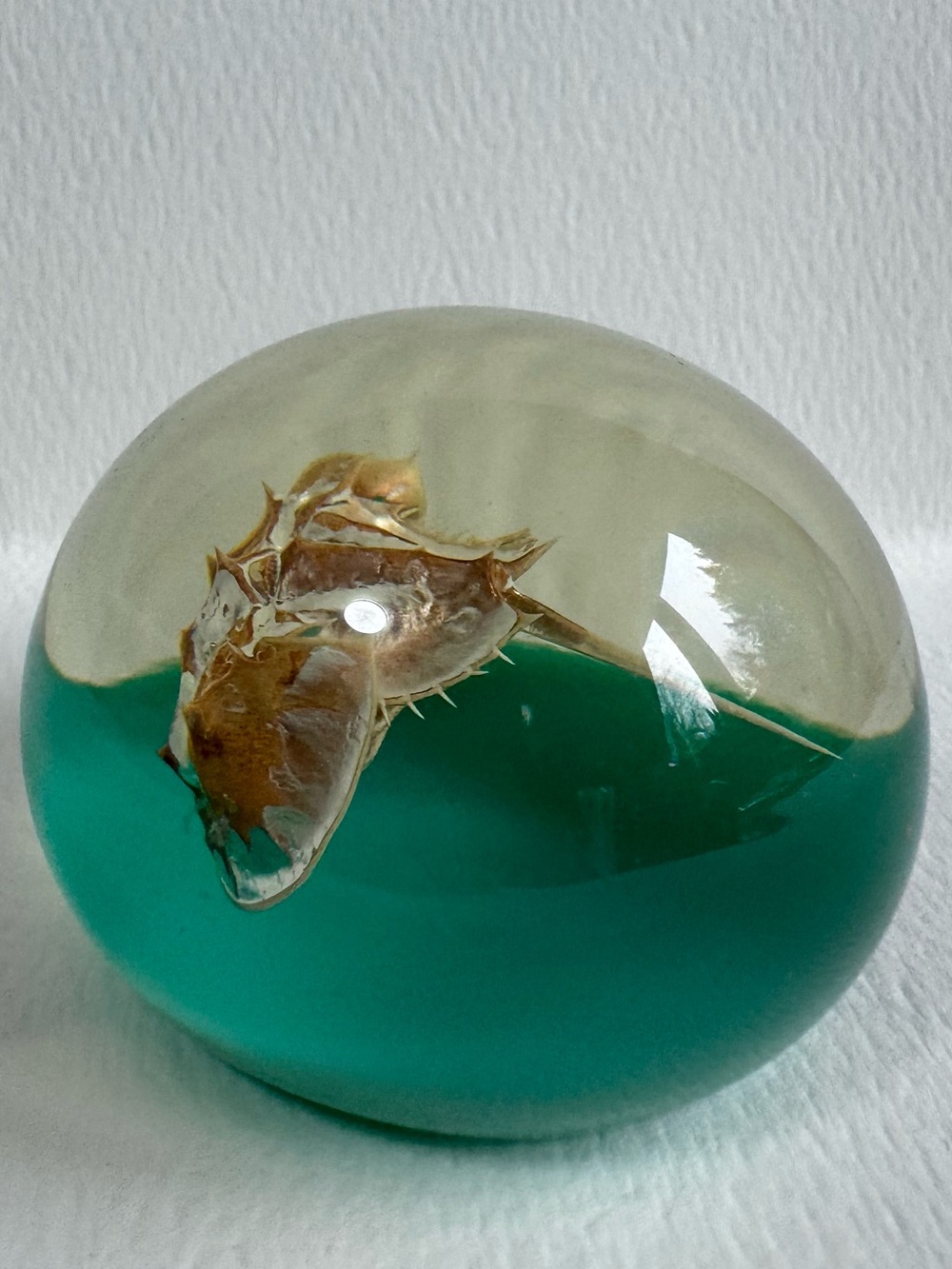 Horseshoe Crab Paperweight - Teal and Clear Acrylic/Resin Dome